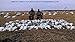 Sillosocks Blue Goose Feeder Decoy (12-Pack), Brown