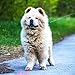 Chow Chow 2019 16 Month Wall Calendar 12 x 12 Inches