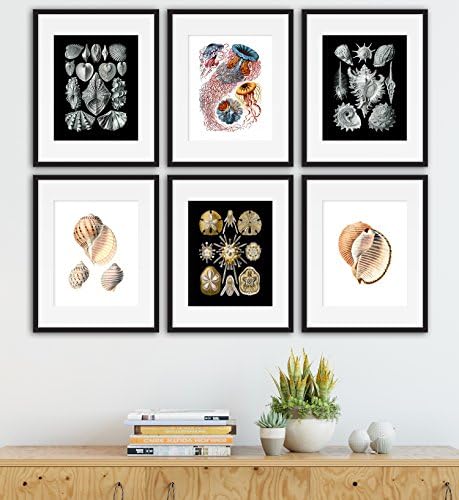 Refinery Number One Vintage Sea Life Set of 6 Prints Unframed Nautical Wall Home Decor Art (8x10 - on 8.5x11)
