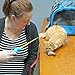 Fairly Odd Novelties Cat Fishing Pole Toy - Funny Interactive Fish Toy for Cats, Kittens, and Small Pets. Giftable Cat Fishing Rod Novelty Gifts, Item, FON-10309, Multi-Colored, 1 Count (Pack of 1)
