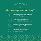 Oxbow Alfalfa Hay for Small Pets 425 g Rabbits Guinea Pigs Chinchilla view 4