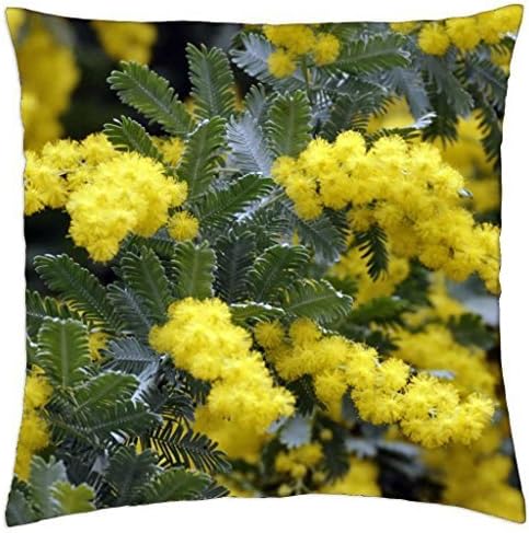 Bailey,s, wattle, Acacia, baileyana - Throw Pillow Cover Case (18