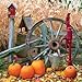 Springbok Pumpkin Harvest 500 Piece Jigsaw Puzzle