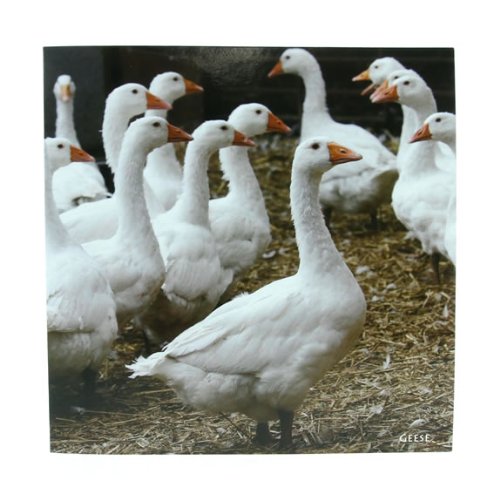 Sponsored Ad – CSP Geese Greeting Card with sound,Multi colour,15cm x 15cm x 0.2cm