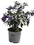 Premier Plant Solutions 17915 Proven Winners Rose