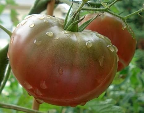 Tomate Black Krim - Tomate schwarze Krim - Tomaten Samen - 10 Samen
