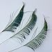 Sowder Natural Peacock Sword Feathers 10-15 Inches for Wedding Home Decoration Pcak of 50