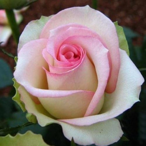50 Pcs Pink White Rose Seeds DIY Home Garden Dec