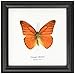 FRAMED REAL BEAUTIFUL ORANGE ALBATROSS BUTTERFLY DISPLAY INSECT TAXIDERMY 5