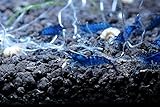 5 Dream Blue Velvet Shrimp - Neocaridina davidi Live Freshwater Aquarium Shrimp - 1/4 to 1 inch long by SoShrimp
