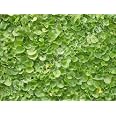 1000 Pcs Dichondra Repens Seeds, Dichondra Seeds, Lawn Leaf Flower