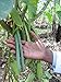 10 Split Extract Grade B Madagascar Bourbon Natural Vanilla Beans 5~6