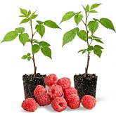 2 Red Raspberry Live Plants, 5-9 Inch Tall Berry Bushes | Well Rooted, Hardy Sweet Raspberry Fruit Starter Plants for Outdoor Garden