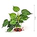 Mylivell Aquarium Plants Artificial Plastic Lifelike Fish Tank Water Plant for Aquarium Decoration Water Grass Aquarium Décor 8.6 Inch