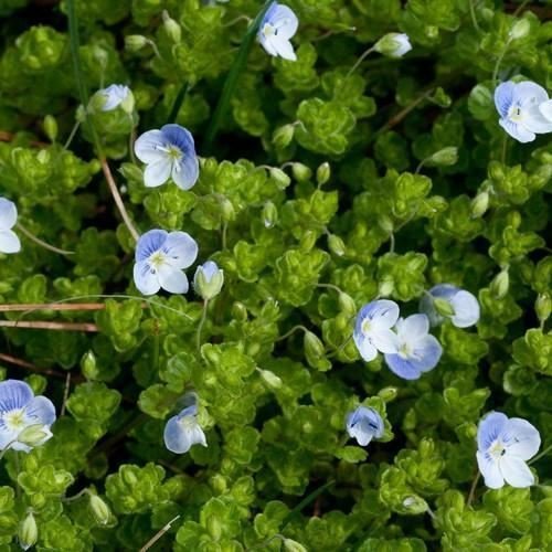 Creeping Speedwell Ground Cover Seeds (Veronica Repens) 50
