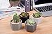 T4U 2.75 Inch Ceramic Six Sizes Semi Luster Surface Succulent Plant Pot/Cactus Plant Pot Flower Pot/Container/Planter Matte Black Package 1 Pack of 4