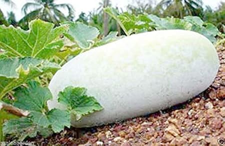 Arlo Vegetable Seeds Hybrid Giant Ash Gourd, White Gourd, SVS -826 Vegetable Seeds - 25 seeds pack