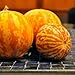 Tigger Melon (Tiger Melon) Seeds ► Rare Organic Heirloom Tigger Melon Seeds (10+ seeds) ◄ by PowerGrow Systems