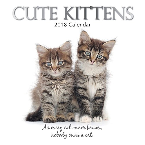 Cute Kittens 16 Month 2018 Square Wall C Buy Online In Qatar At Desertcart