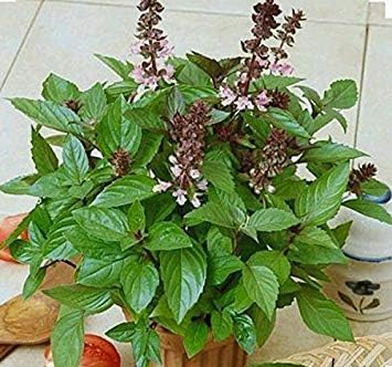 Amazon シナモンバジルハーブ 0種子 非遺伝子組み換えオープン 受粉 オーガニック Swansgreen ホーム キッチン 通販