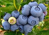 Duke Blueberry Plant - Early Ripening - 4