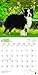 Australian Shepherds 2018 12 x 12 Inch Monthly Square Wall Calendar with Foil Stamped Cover, Animals Dog Breeds