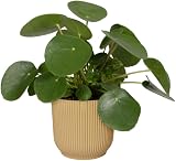 elho Vibes Fold Round 18 Flower Pot 100% Recycled Plastic Yellow Ø18.4 x H16.8 view 3