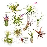 The Drunken Gnome Tillandsia Air Plants, Medium (10-Pack Assorted)