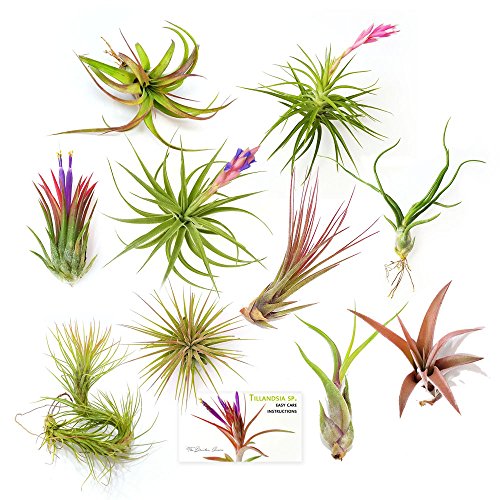 The Drunken Gnome Tillandsia Air Plants, Medium (10-Pack Assorted)