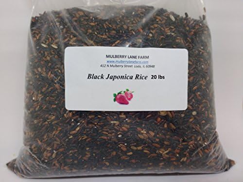 Black Japonica Rice 20 pounds (twenty lbs) (also called purple) All Natural, Non-GMO, BULK.