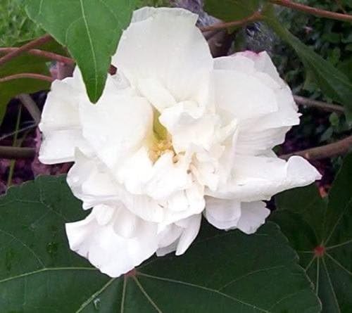 50 White Double Rose Of Sharon Hibiscus Syriacus Flower Tree Bush Seedscombs H Amazon Ca Patio Lawn Garden