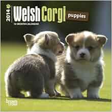 Welsh Corgi Puppies 18 Month 2014 Calendar Multilingual
