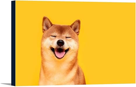 shiba dog smile