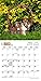 Shetland Sheepdog Puppies 2016 Mini 7X7