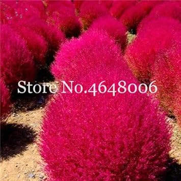 美しい花の画像 これまでで最高のコチア 花