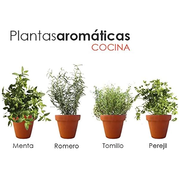PACK PLANTAS AROMÁTICAS COCINA 2. 1 MENTA, 1 TOMILLO, 1 ROMERO, 1 ...