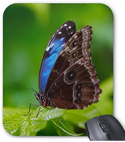 Amazon Co Jp ブルーモルフォのマウスパッド フォトパッド 世界の昆虫シリーズ ホーム キッチン