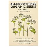 Buckwheat Seeds - Pack of 125, Non-GMO, Open