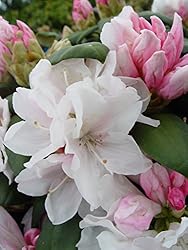 Green Promise Farms Rhododendron