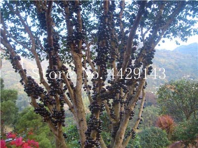 Pinkdose Ornamental Plant Plinia Cauliflora Bonsai 100 Pcs Family Myrtaceae Jabuticaba Fruit Tree Novel Plant Brazilian Grape Tree: 9