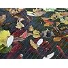 Blagdon-1022378-Clearview-Pond-Cover-Net-Strong-Double-Weave-Black-Fine-With-Pegs-3-m-x-2-m-10-x-6-6-Protects-Pond Blagdon 1022378 Clearview Pond Cover Net, Strong Double Weave, Black, Fine, With Pegs, 3 m x 2 m (10’ x 6’ 6”), Protects…