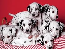 Ceaco 550 Piece Dalmations Puzzle Huddles of Cuddles