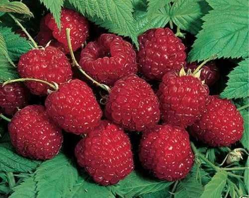 5 Nova Red Raspberry Plants-Super Sweet