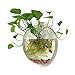 Sweetsea Hanging Wall Mounted 1 Gallon Fish Tank Bowl Aquarium Wall Decor Plant Fish Bubble - Clear (Large)