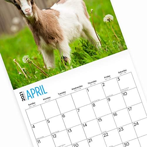 Goat calendar shoes Clearance