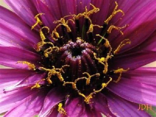 50 Mammoth Sandwich Island Salsify Vegetable Oyster Flower Seeds
