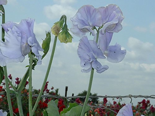 Sweet Pea - Charlie's Angel - 25 Seeds Sweet Pea - Charlie's Angel - 25 Seeds