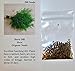 David's Garden Seeds Herb Dill Hera SL3149 (Green) 500 Non-GMO, Organic Seeds