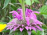 20 Spotted Beebalm Seed Bombs, Bulk Seed Balls for Seed Bombing (Monarda punctata)
