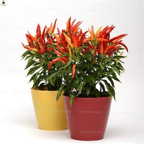 Pinkdose 100 Piezas 24 Tipos a Elegir Plantas de Bonsai Vegetales ...